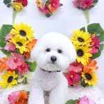 ビションフリーゼ　ラデュレくん