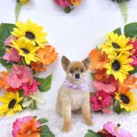 ポメラニアン　れおちゃん