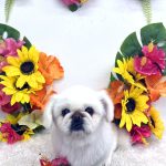 ペキニーズ　ファルコンくん