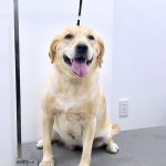 ラブラドールレトリバー　ランちゃん