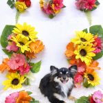 初めてご来店　チワポメ　ロロくん　PV動画あり