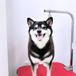 柴犬　ちまきちゃん