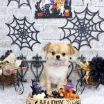 チワワ　まおくん　ハーブパック