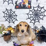 ダックスフンド　ラブちゃん