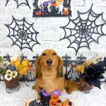 ダックスフンド　麦くん