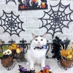 初めてご来店　ねこ　スコティッシュフォールド　きいすくん　PV動画あり