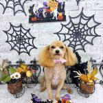 マルプー　海ちゃん　シルクパック