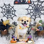 チワワ　まおくん　シルクパック