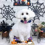 マルチーズｘダックス　れいくん