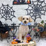 マルプー　ココちゃん