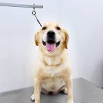 ラブラドールレトリバー　ランちゃん