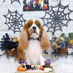 キャバリア　クレアちゃん