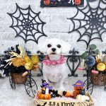 マルチーズ　モモちゃん