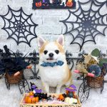 チワワ　隆二くん　ハーブパック