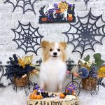 パピヨン　雄真くん