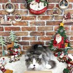 初めてご来店　ねこ　マンチカン　アズキくん　PV動画あり