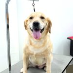 ラブラドールレトリバー　ランちゃん