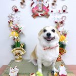 コーギーｘチワワ　もねちゃん　泥パック