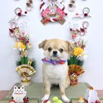 チワワ　まおくん　泥パック
