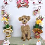 初めてご来店　マルプー　ララちゃん　PV動画あり