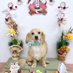 チワックス　みくちゃん　泥パック