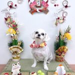 マルチーズ　モモちゃん