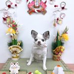 チワワ　あんずちゃん