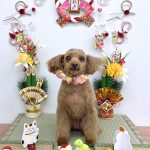 トイプードル　モカちゃん　ハーブパック