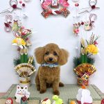 初めてご来店　トイプードル　ララくん　PV動画あり