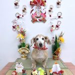 ダックスフンド　サクラちゃん