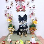 チワワ　タルトくん