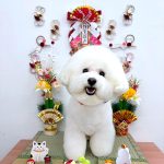 ビションフリーゼ　ラデュレくん