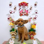 トイプードル　ドリーくん