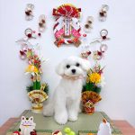 マルチーズ　ひなちゃん