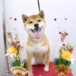 初めてご来店　柴犬　悠（はる）くん