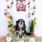 チワワ　らんちゃん