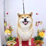 柴犬　なるちゃん