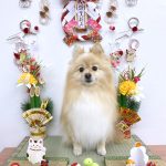 ポメラニアン　まろんちゃん