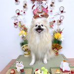 ポメラニアン　夢ちゃん
