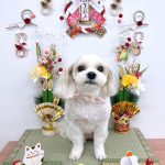 さくらちゃん