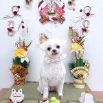 マルチーズ　おもちちゃん