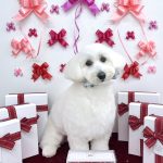 マルチーズｘダックス　れいくん