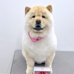 チャウチャウ　ぽんちゃん