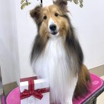 シェルテイー　さくらちゃん