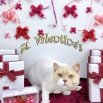 ねこ　スコティッシュフォールド　ぜんくん