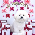 ビションフリーゼ　ラデュレくん