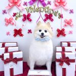 初めてご来店　ポメラニアン　ポムくん　PV動画あり