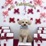 初めてご来店　ポメプー　ポテチくん　PV動画あり