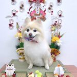 ポメラニアン　こうめちゃん