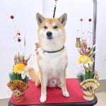 柴犬　happyくん